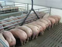 Premixuri pentru animale şi păsări — الصورة 5