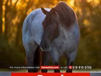 Horse (M), Percheron — photo 1