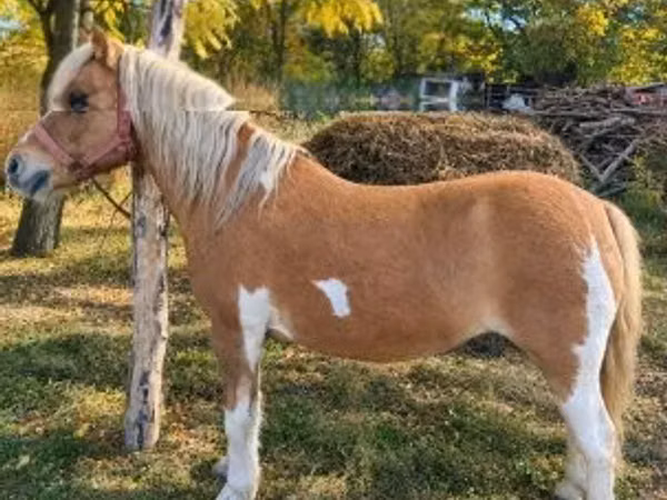 母马, Shetland Pony