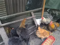 Chickens — 照片 2