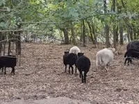 भेड़, Ouessant sheep — फ़ोटो 2