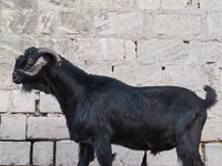 बकरा, बकरियाँ — फ़ोटो 5