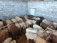 Schaf, Beulah Speckled face sheep — Foto 8