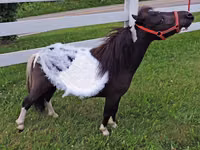 فرس, Miniature horse — الصورة 2