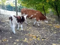 ثور, French Simmental cattle — الصورة 1