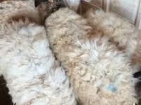 Ram, Sheep — photo 1