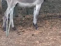 Horse (M), Horses — photo 1
