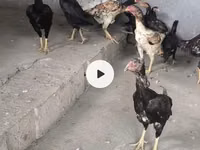 Chickens — photo 2