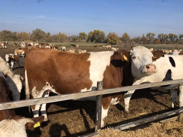 Bull, Danish Red Cow