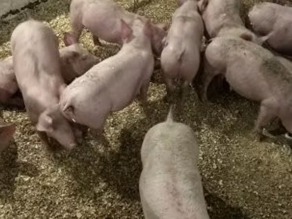 Schweine (Partie, Geschlecht nicht angegeben), 