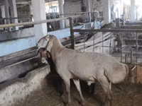 Ram, Sheep — photo 3