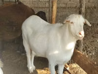 Ziege, Saanen goat — Foto 2