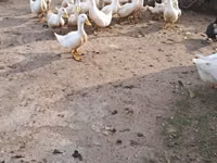 अमेरिकन पेकिन — फ़ोटो 2