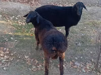 Ram, Sheep — photo 2
