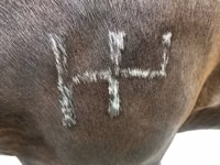 Hengst, Percheron — Foto 4