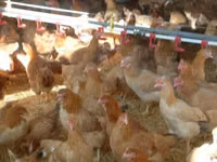 Chickens — फ़ोटो 3