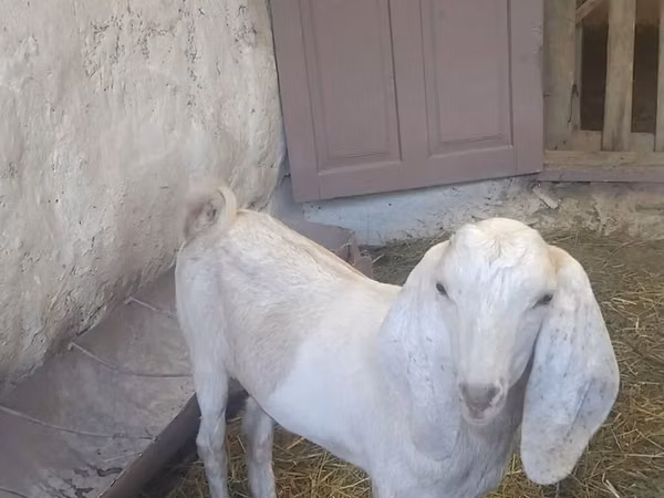 Billy Goat, Beetal goats