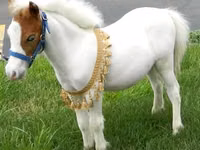 Horse (M), Miniature horse — photo 3