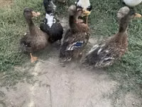 Ducks — फ़ोटो 2