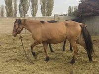 母马, Kyrgyz Horse — 照片 4