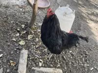 अमेराउकाना — फ़ोटो 2