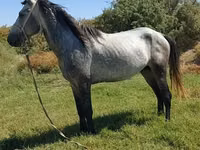 Caballo, Mustang — foto 1