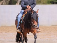 حصان, Quarter Horse — الصورة 7
