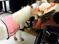 Yegua, Miniature horse — foto 6