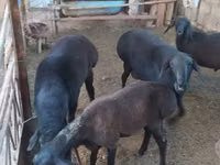 सांड, Russian Black pied cattle — फ़ोटो 2
