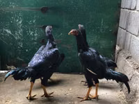 Shamo chickens — photo 5