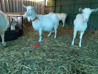 Ziege, Saanen goat — Foto 5