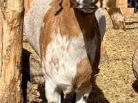 Ziegenbock, Dutch Landrace goats — Foto 2