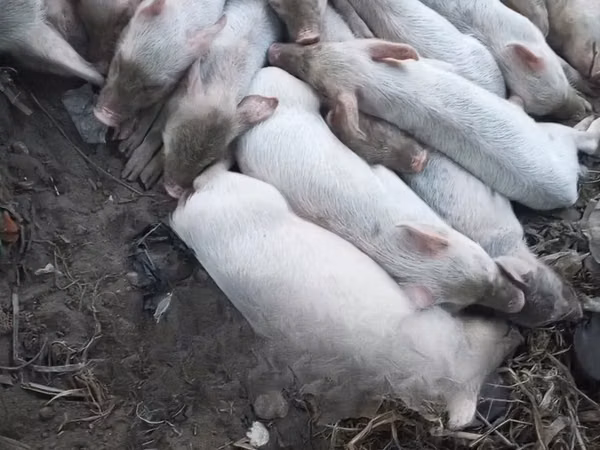 Pigs (batch, sex not specified), Pigs