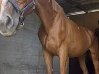 حصان, Hungarian horse breed — الصورة 3