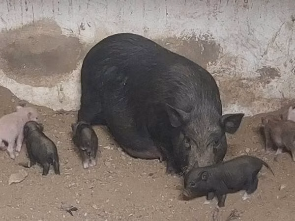 मादा सूअर, 