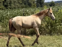 Hengst, Kentucky mountain daddle horse — Foto 8