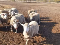 母羊, Merino sheep — 照片 1