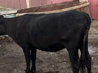 Cow, Latvian Blue cattle — photo 1