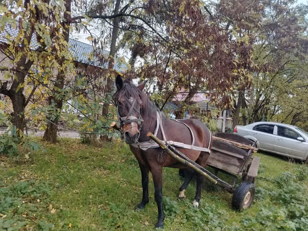 母马, Horses