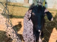 बकरा, बकरियाँ — फ़ोटो 1