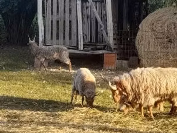 Ram, Baerchuke sheep