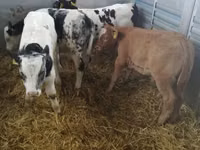 牛只（批次，未指定性别）, Simmental cattle — 照片 3