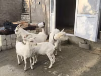Cabra, Cabras — foto 6