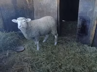 公羊, Ile-de-France sheep — 照片 1