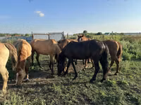 خيول (دفعة، الجنس غير محدد), Horse breed — الصورة 5