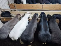 Ram, Blackheaded Persian sheep — photo 2