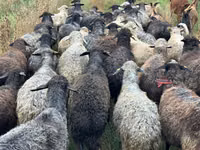 भेड़, Bessarabian sheep — फ़ोटो 2