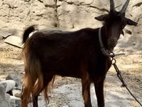 母山羊, Goats — 照片 2