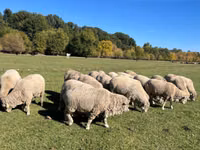 मेढ़ा, Australian merinos sheep — फ़ोटो 3