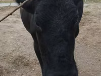 Cow, Russian Black pied cattle — photo 2